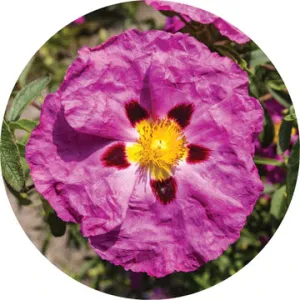 Rockrose Essential Oil - Living Libations